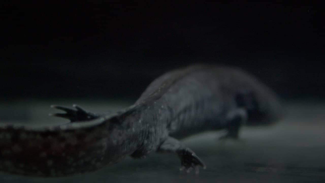 Axolotl backdrop
