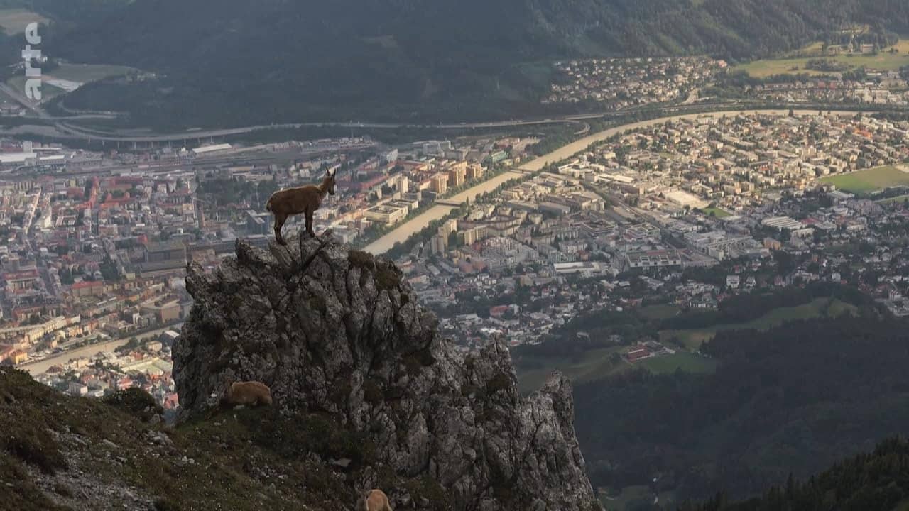 Wildes Innsbruck: Zwischen Moderne und alpiner Wildnis backdrop