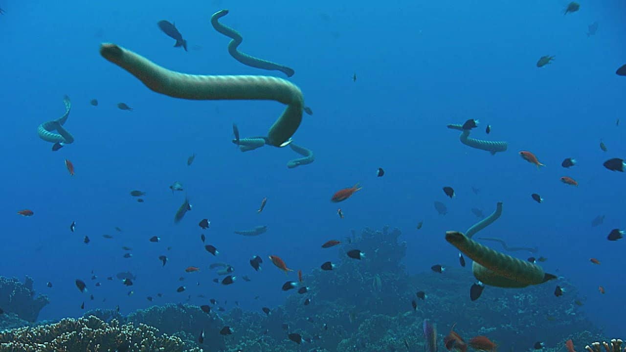 Giant Sea Serpent: Meet the Myth backdrop