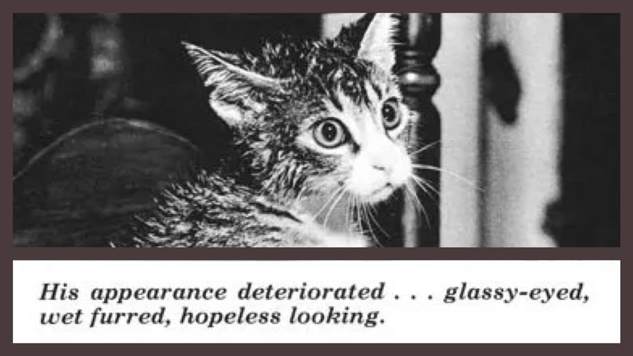 The Cat That Drank and Used Too Much backdrop
