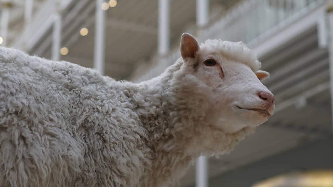Dolly: The Sheep That Changed the World backdrop