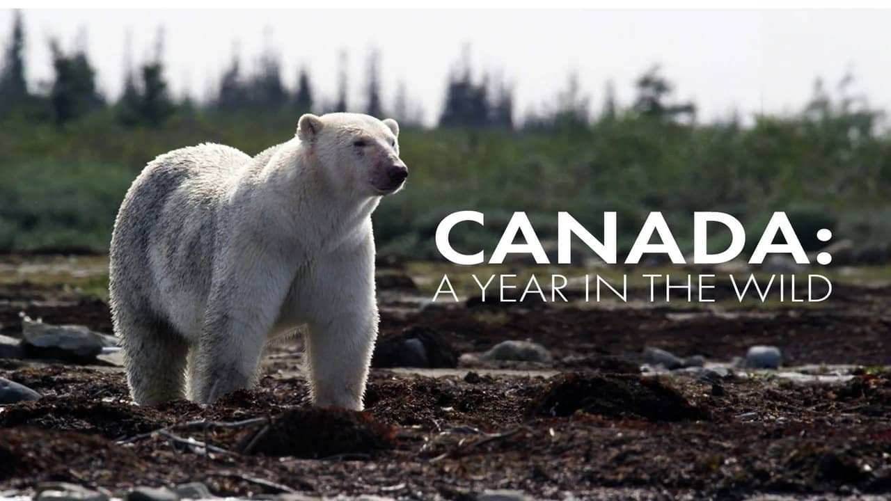 Canada: A Year in the Wild backdrop