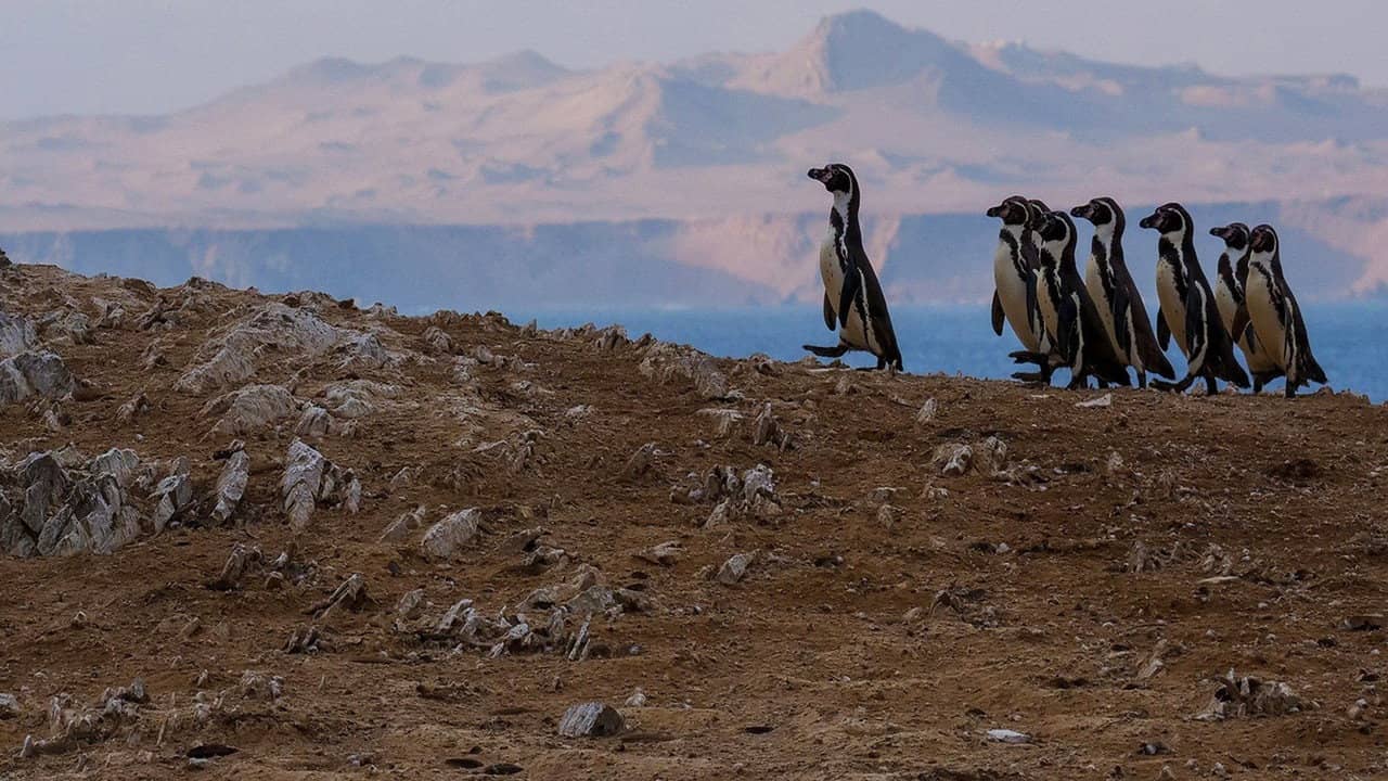 Wild Peru: Andes Battleground backdrop