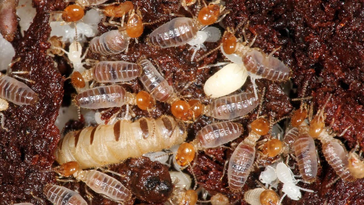 The World According to Termites backdrop
