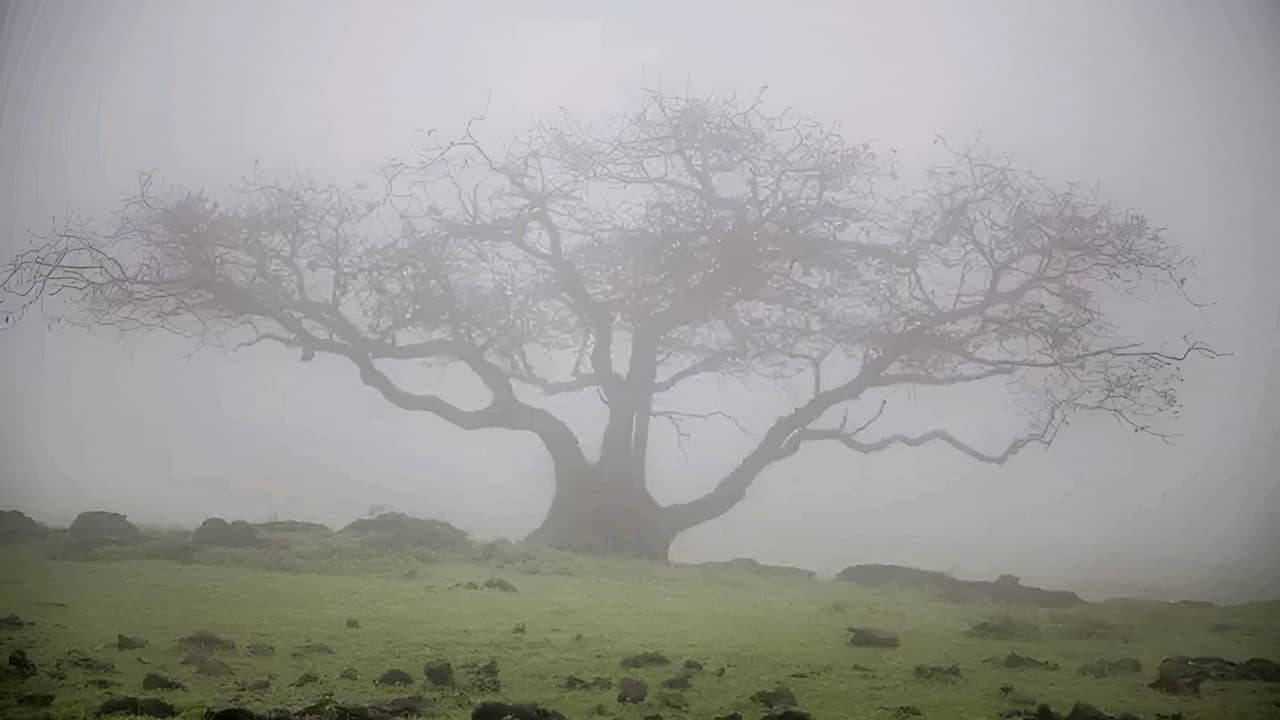 Mani Petha Brath Nest backdrop