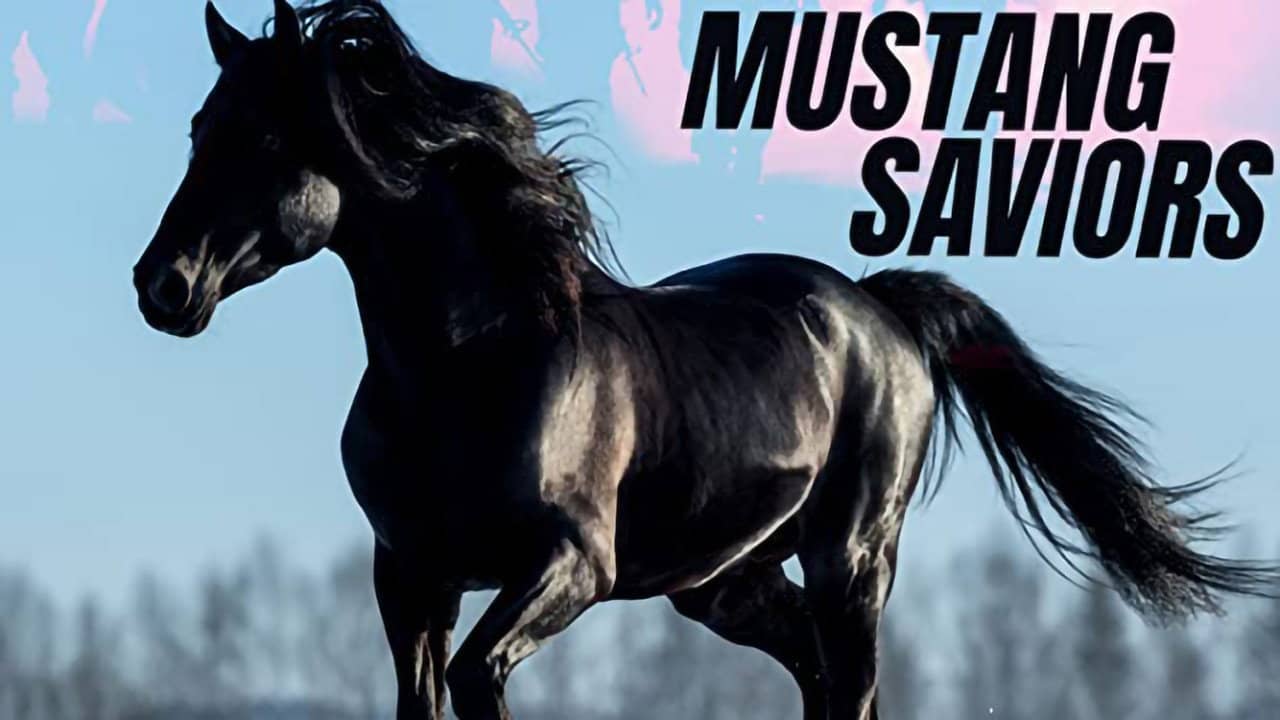 Mustang Saviors backdrop