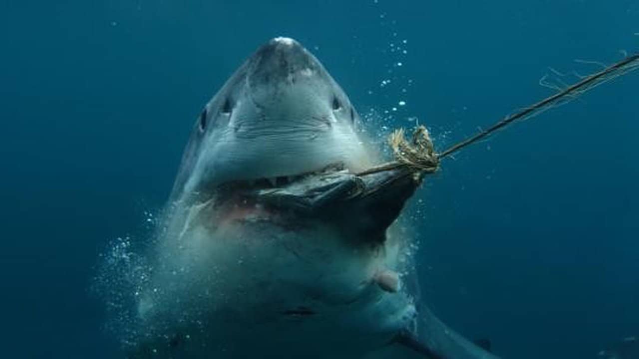 Boss Shark backdrop