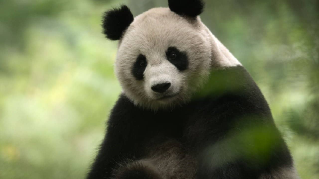 China Nature's Ancient Kingdom backdrop