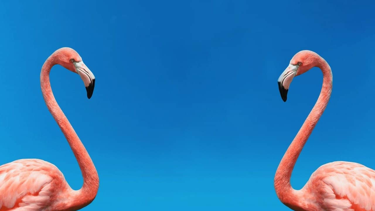 The Mating Game backdrop