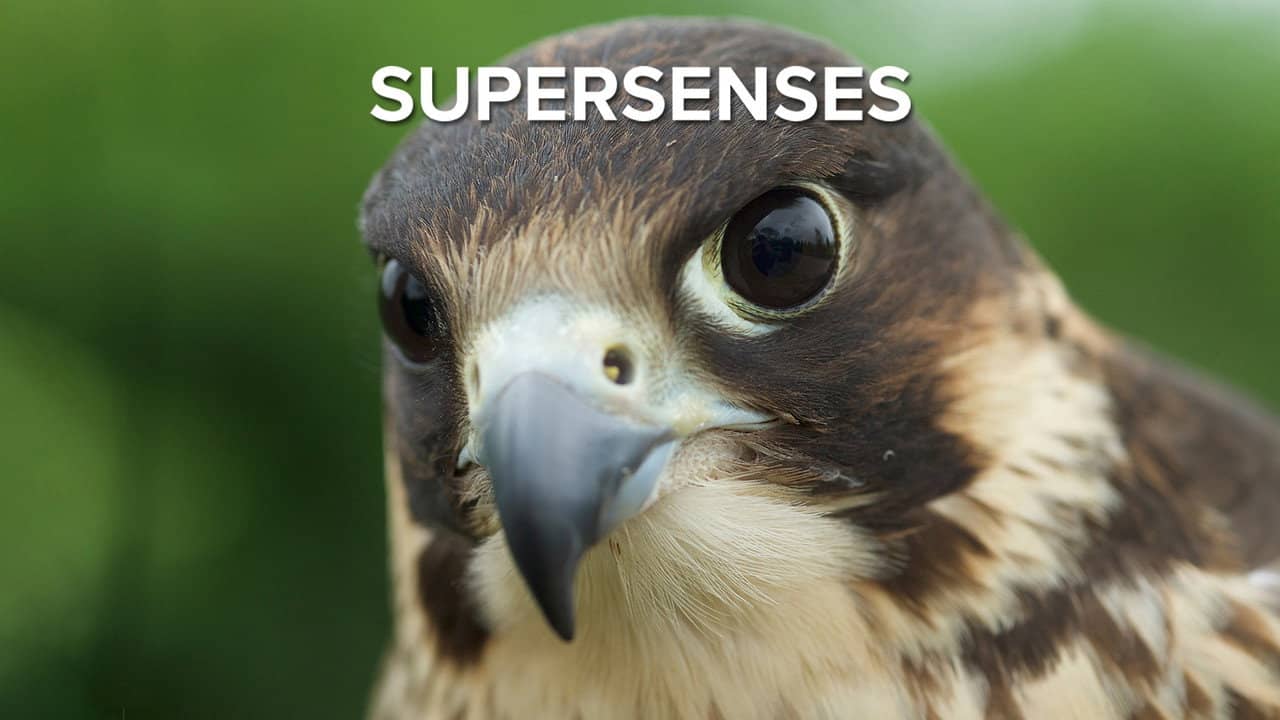 Supersenses backdrop