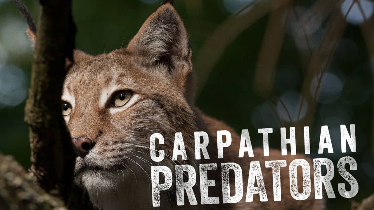 Carpathian Predators backdrop