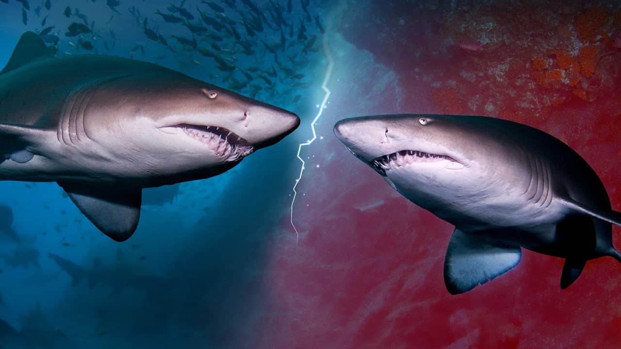 Cannibal Sharks backdrop