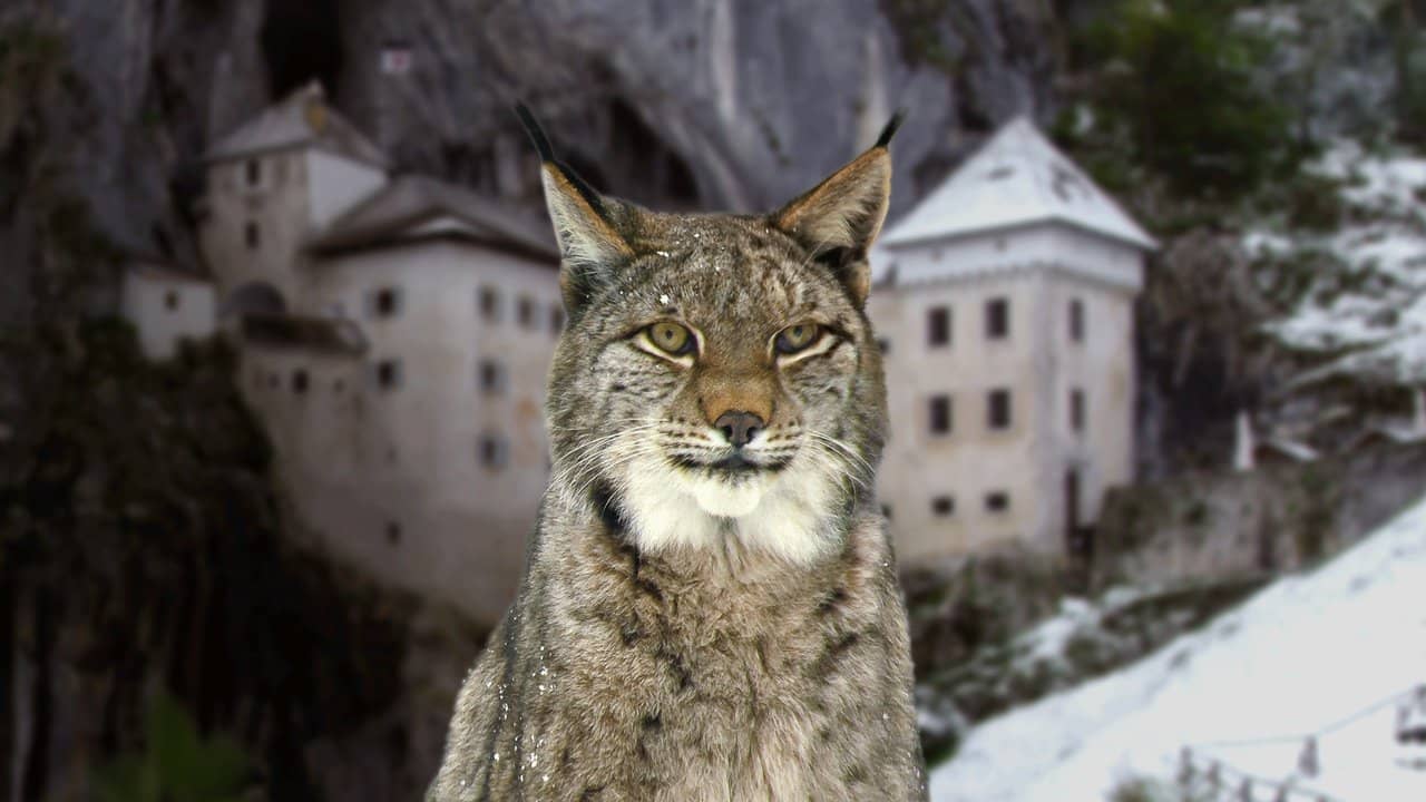Wild Castles backdrop