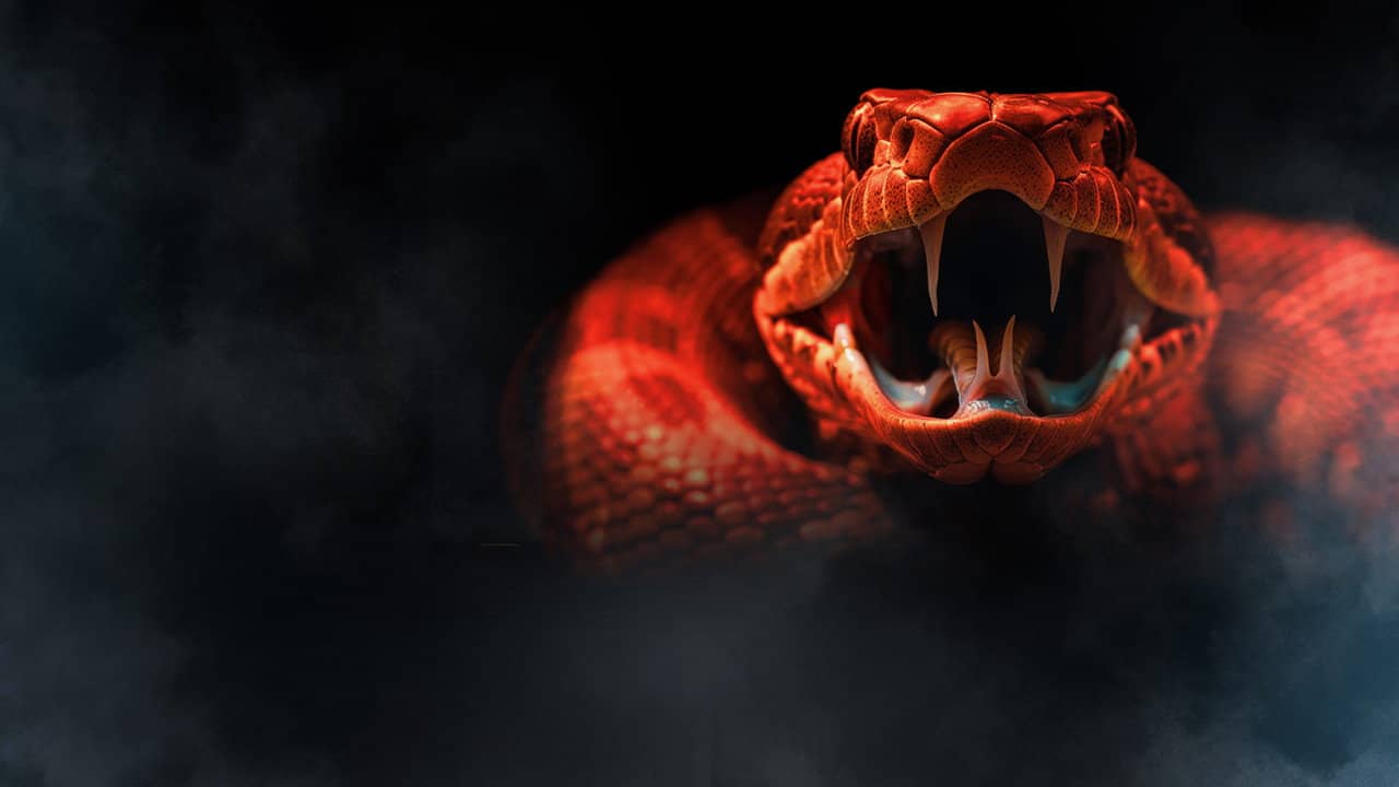One Big Snake backdrop