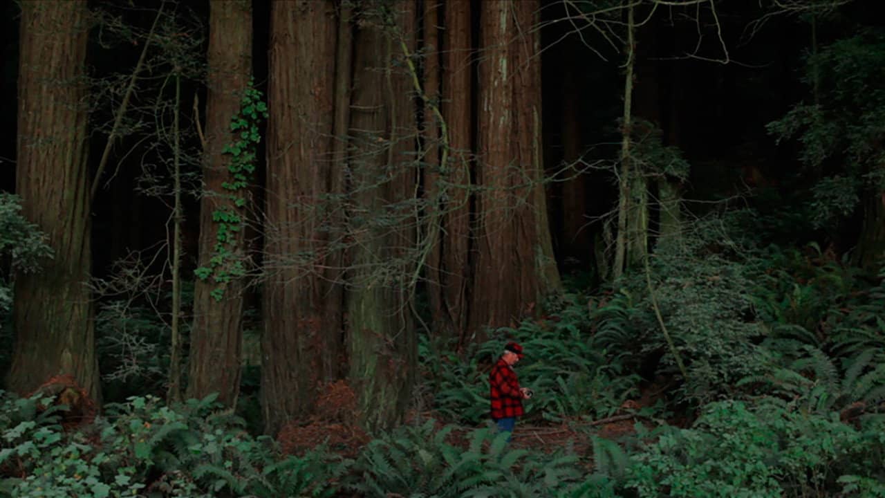 Behind the Redwood Curtain backdrop