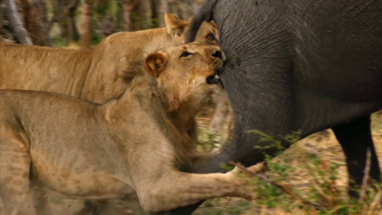 Africa's Giant Killers backdrop
