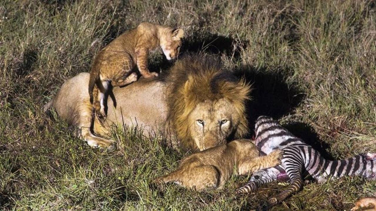 Africa's Hunters of the Night backdrop