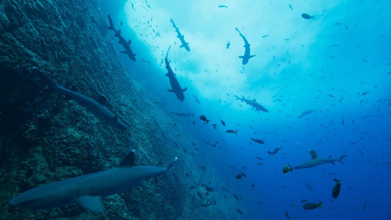 Our Oceans backdrop