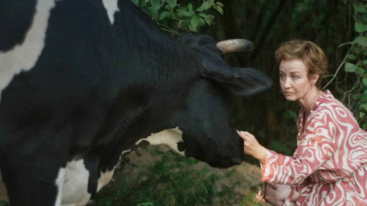 Free Cow backdrop