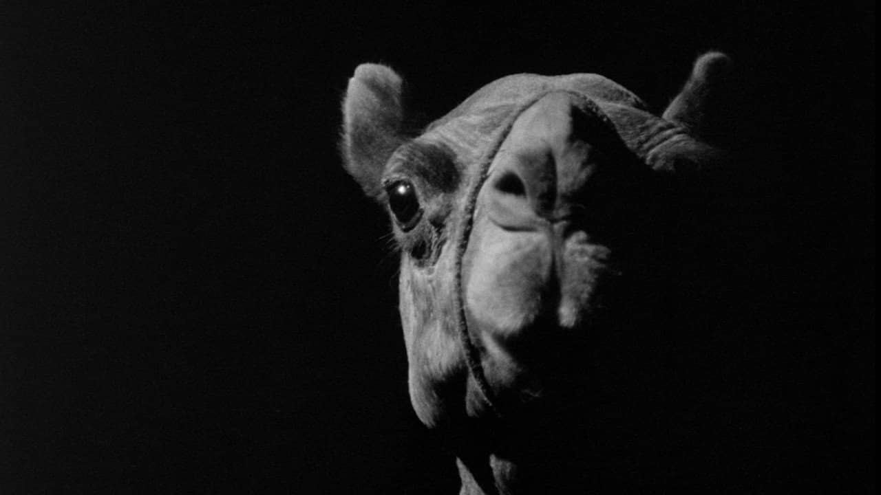 A Camel backdrop