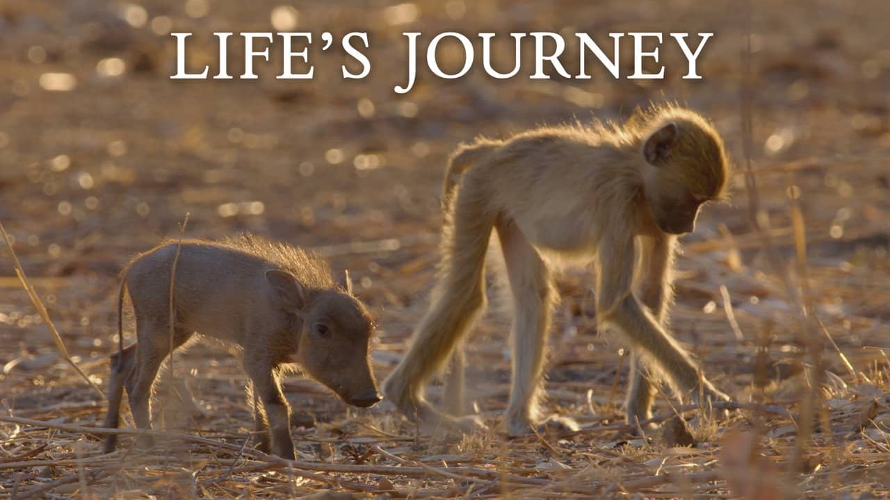 Life's Journey backdrop