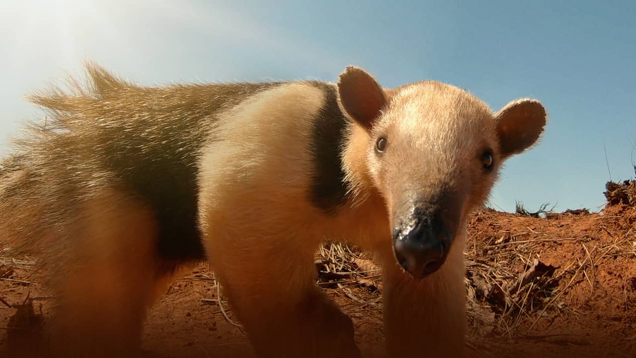 South America's Weirdest Animals backdrop