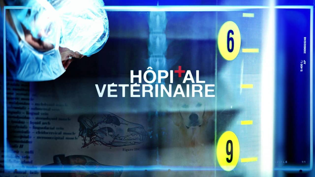 Hôpital vétérinaire backdrop