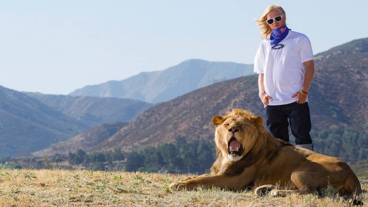 Like A Lion backdrop