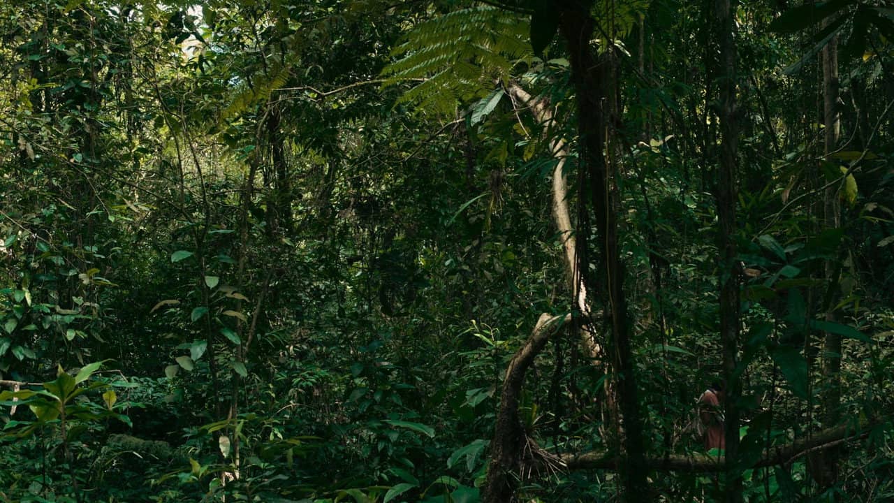 O verde fascínio me faz distante backdrop