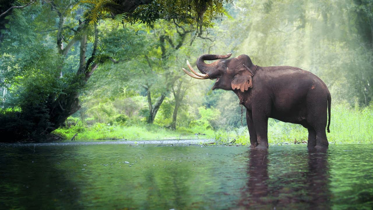 Thailand's Wild Side backdrop