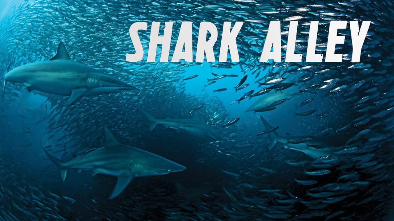 Shark Alley backdrop
