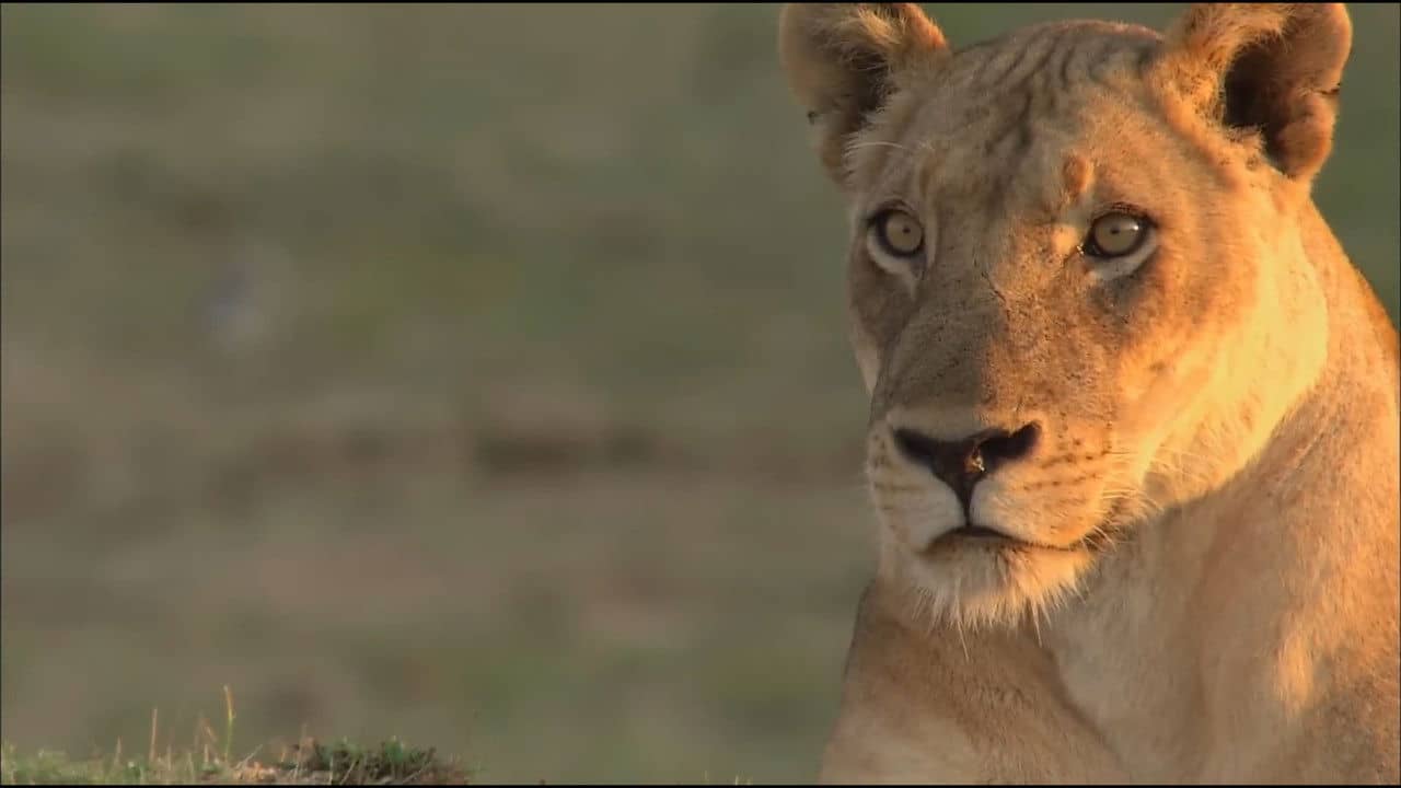 Lions of Crocodile River backdrop