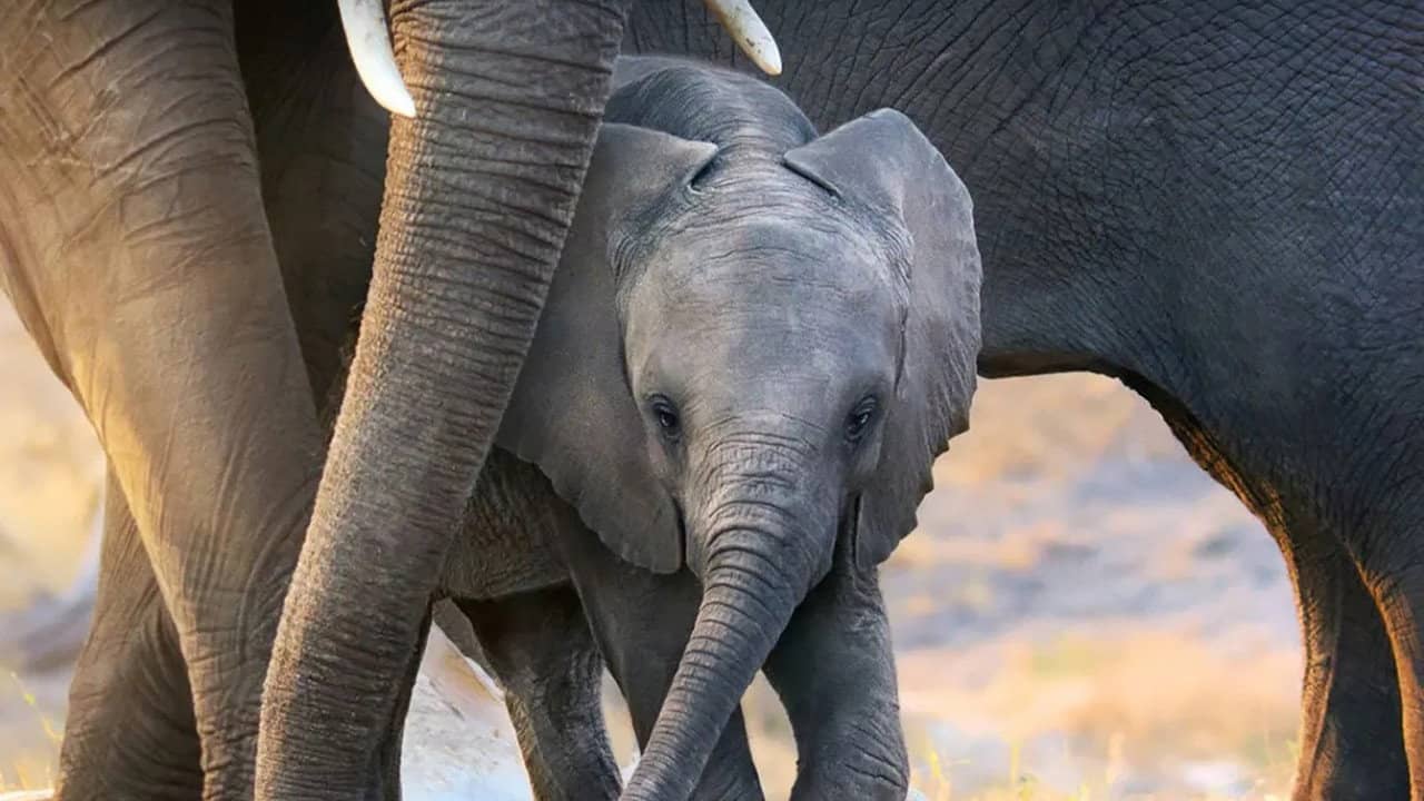 Elephant backdrop