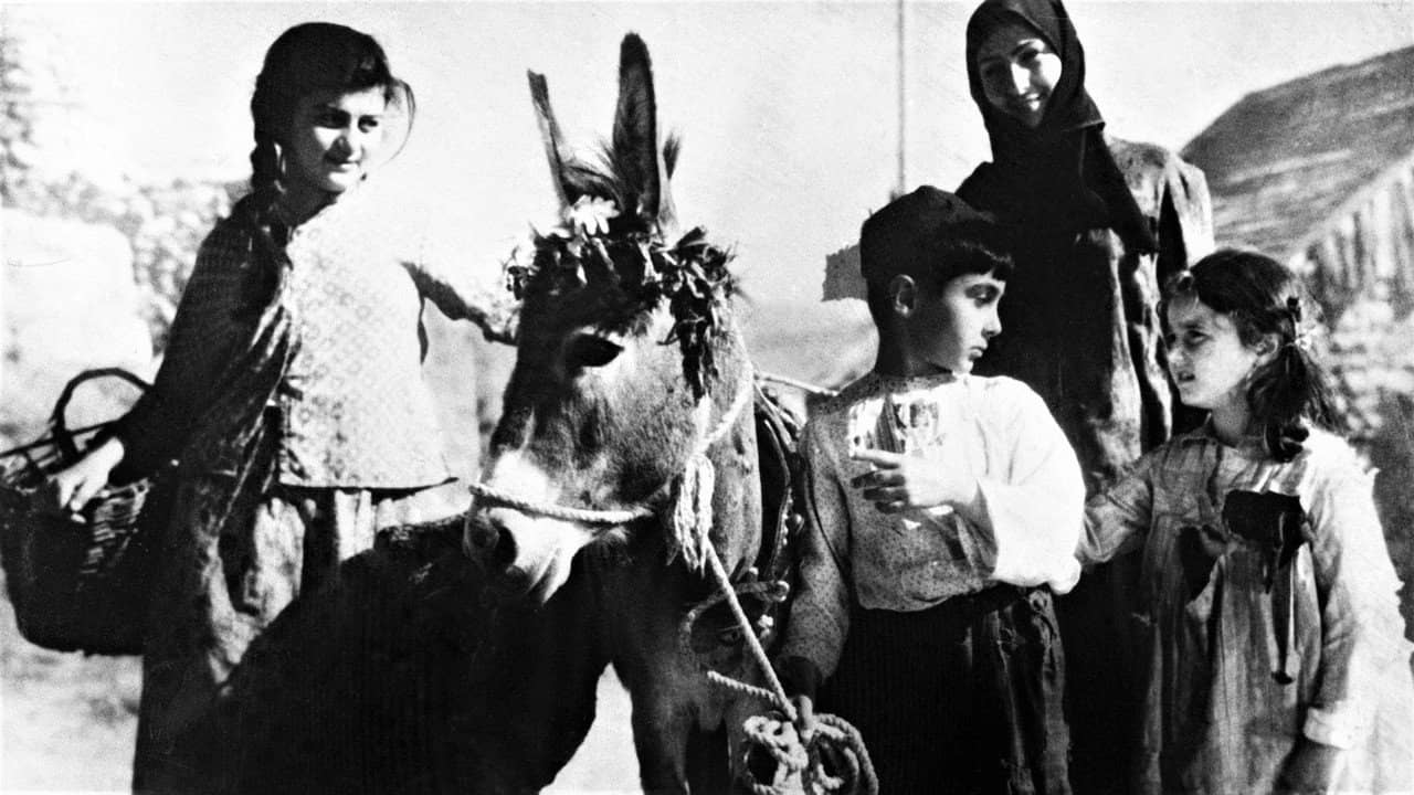 Magdana's Donkey backdrop