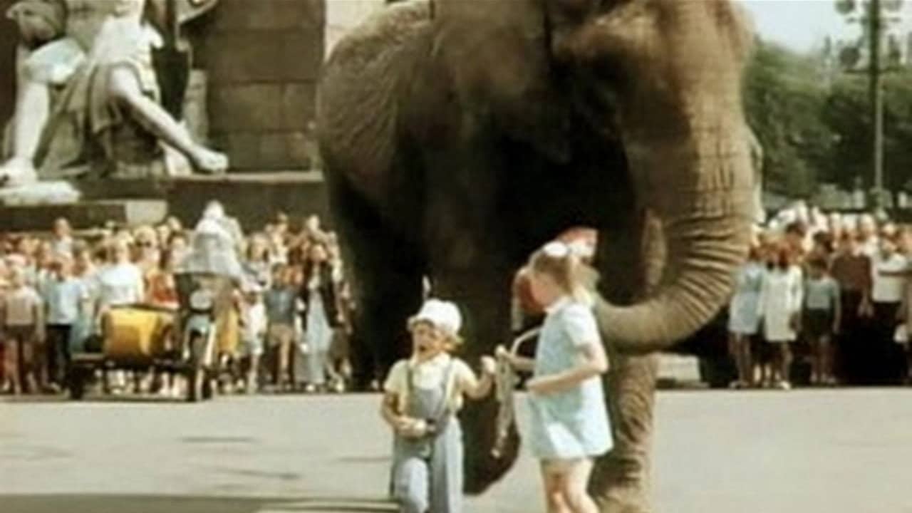 Boba and the Elephant backdrop