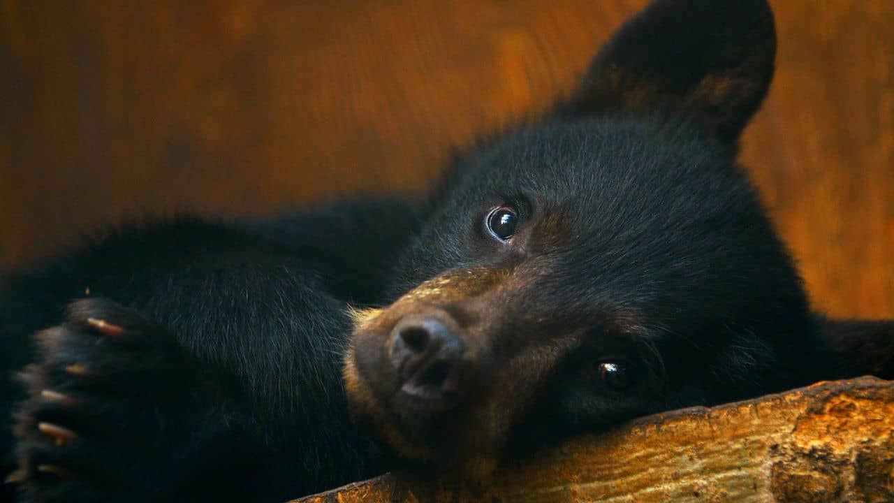 Wild Bear Rescue backdrop