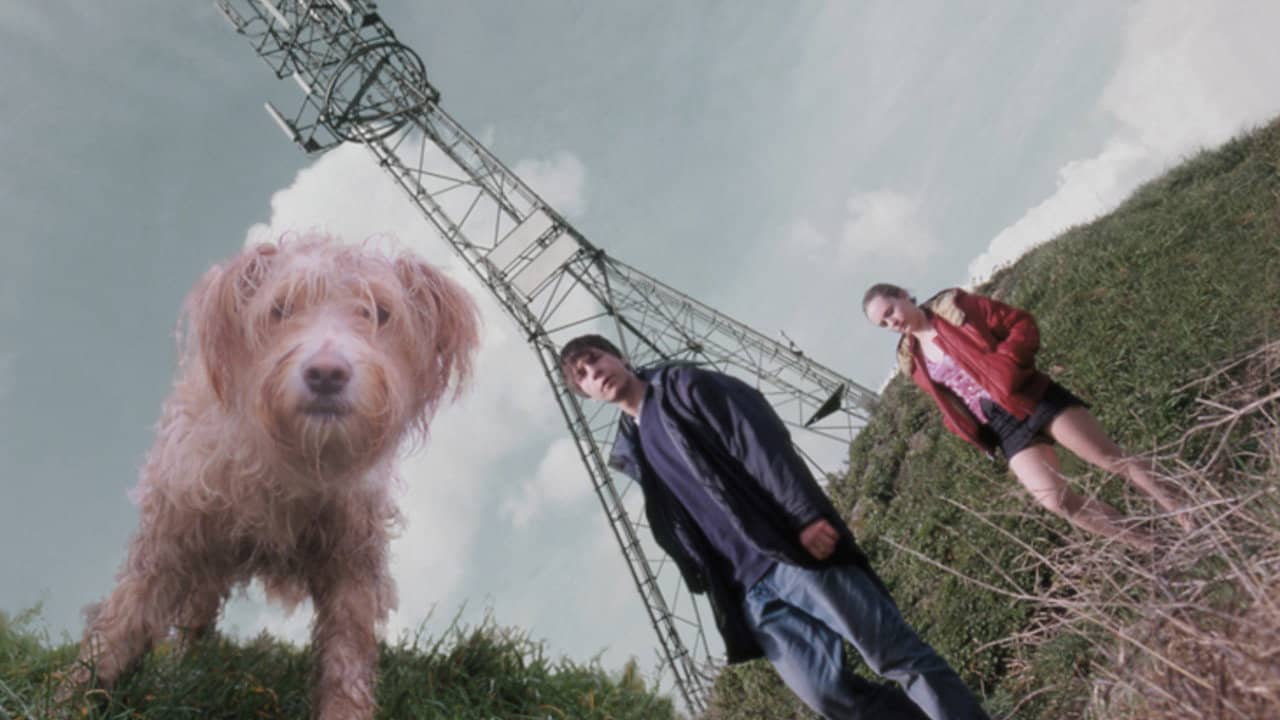 Dog backdrop