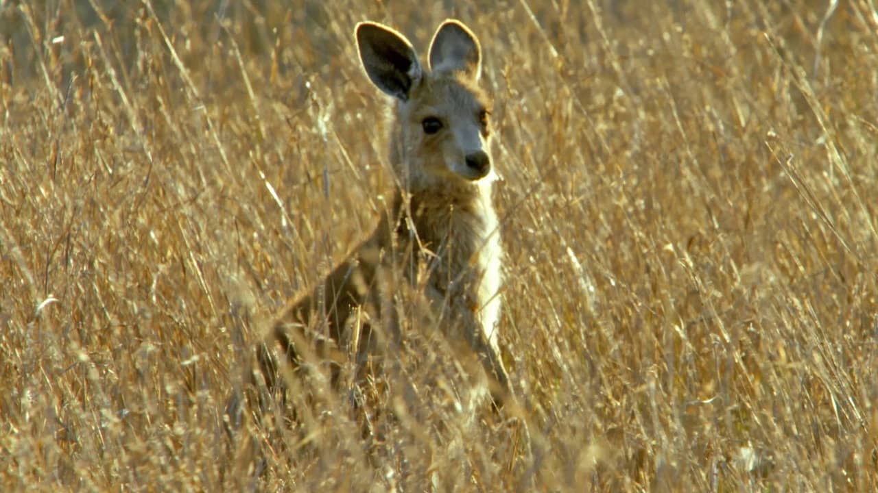 Secret Life of the Kangaroo backdrop