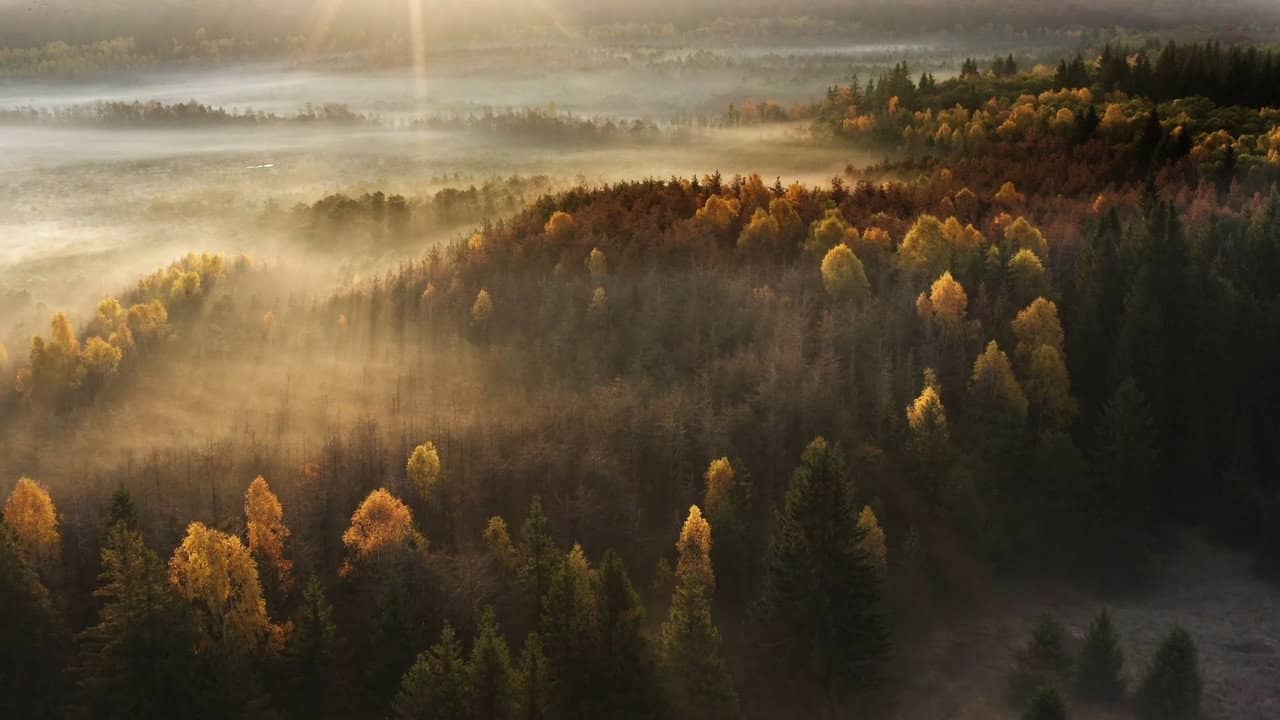 Wild Romania backdrop