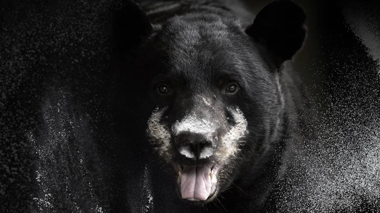 Blow: The True Story of Cocaine, a Bear, and a Crooked Kentucky Cop backdrop