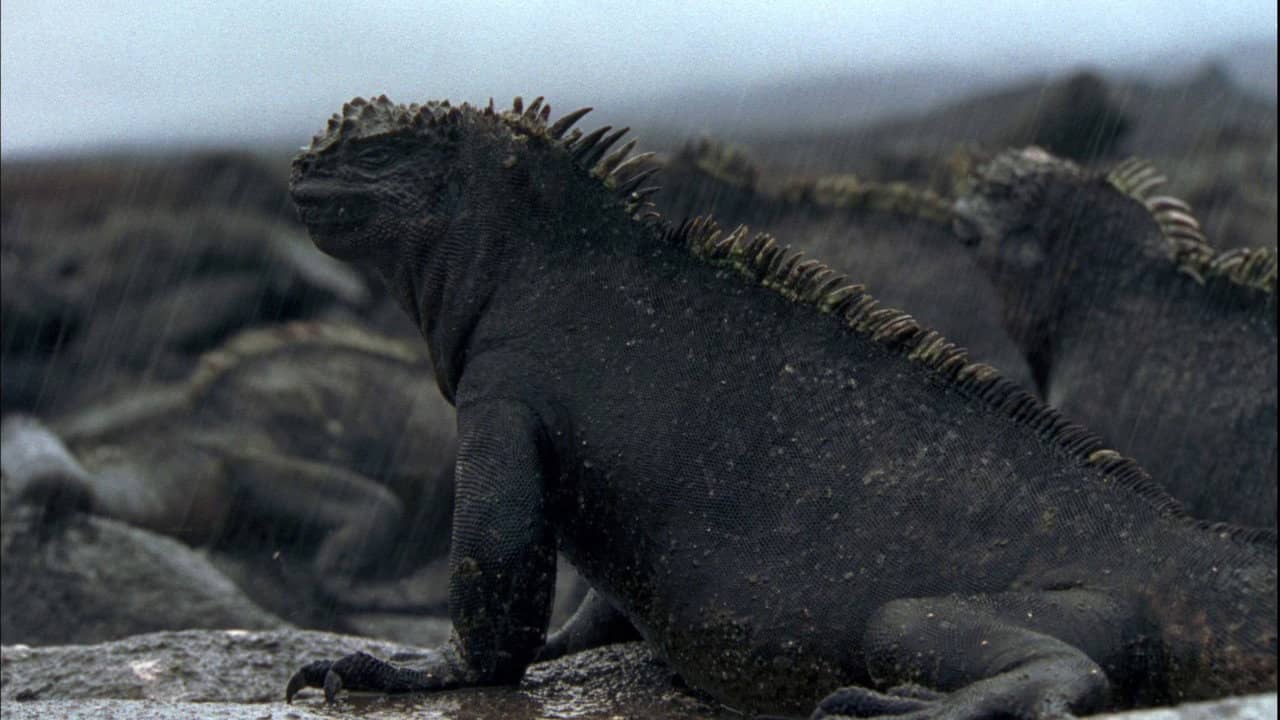 Galapagos backdrop