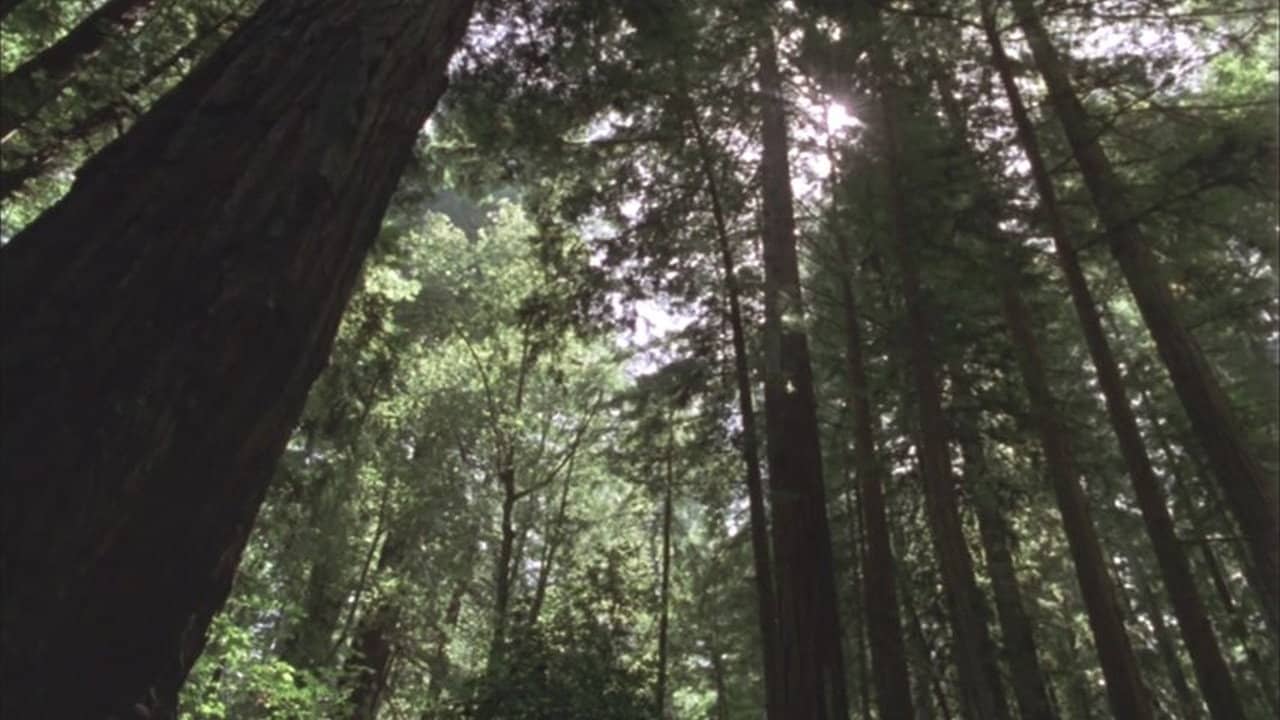 Redwood Curtain backdrop