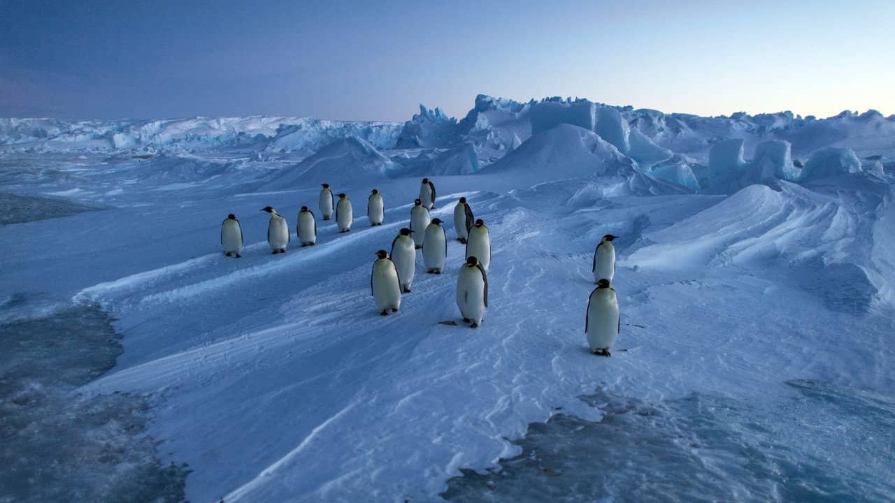 Vincent Munier, éternel émerveillé backdrop