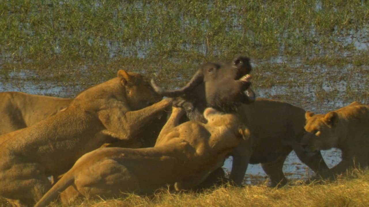 Big Cat Odyssey: Revealed backdrop