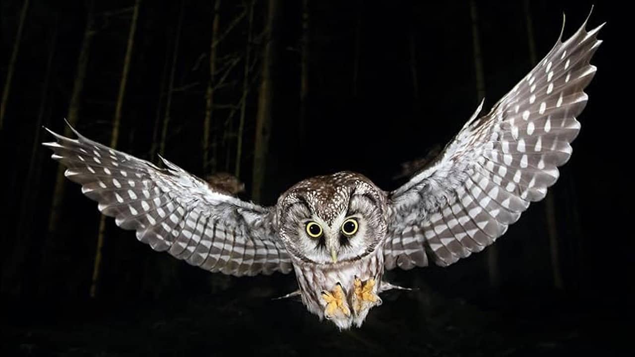 Die Nacht erwacht! Über Leben im Wald backdrop