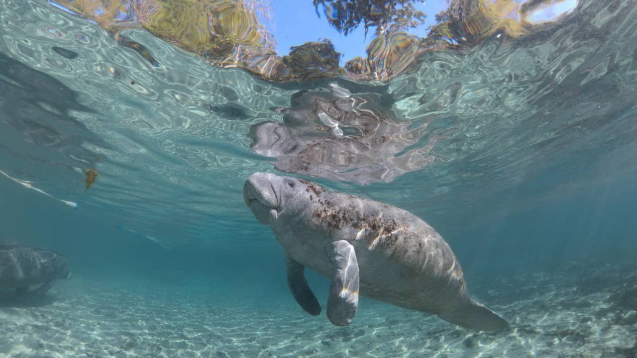 Hamilton's Journey - Manatees in a New Light backdrop