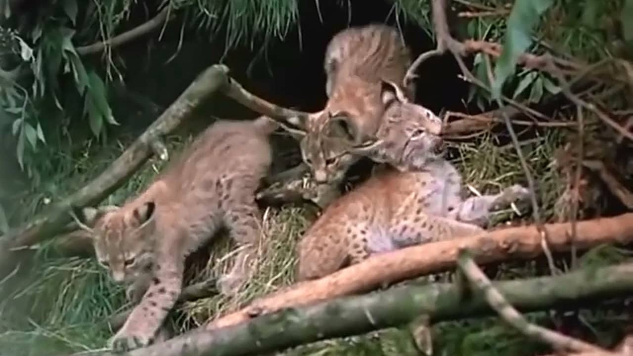 The Lynx Follows the Path backdrop