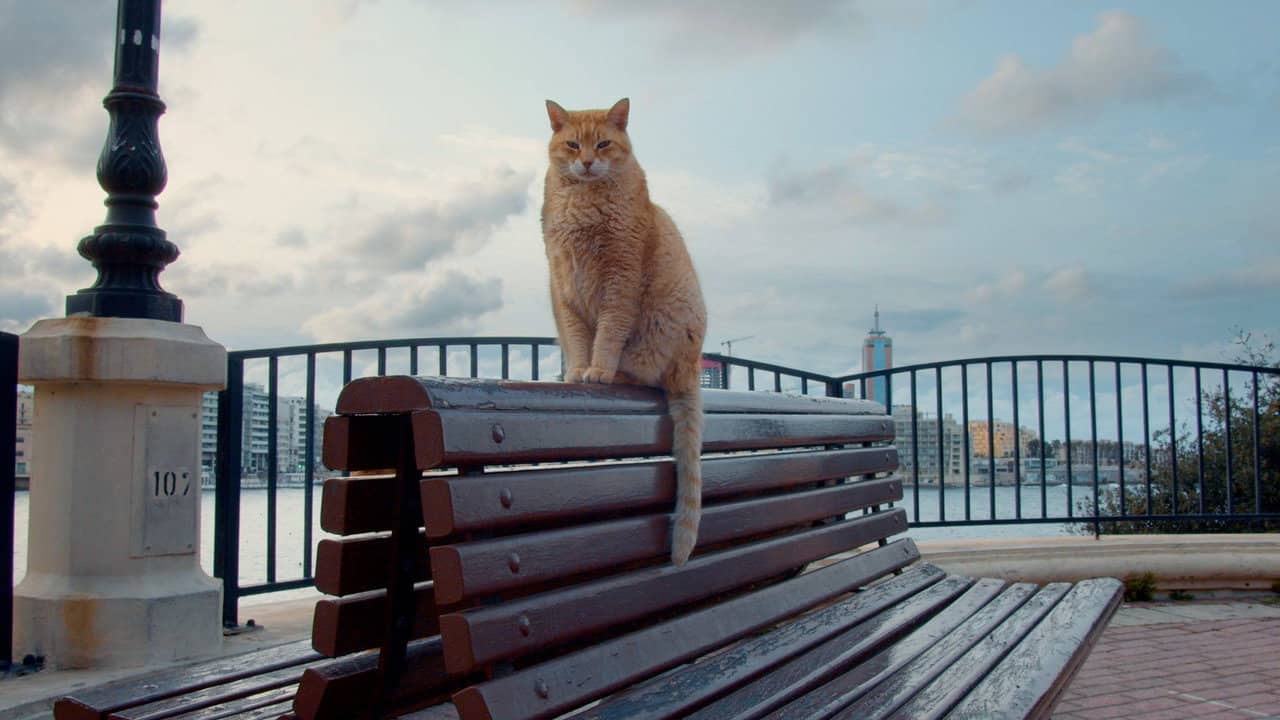 Cats of Malta backdrop