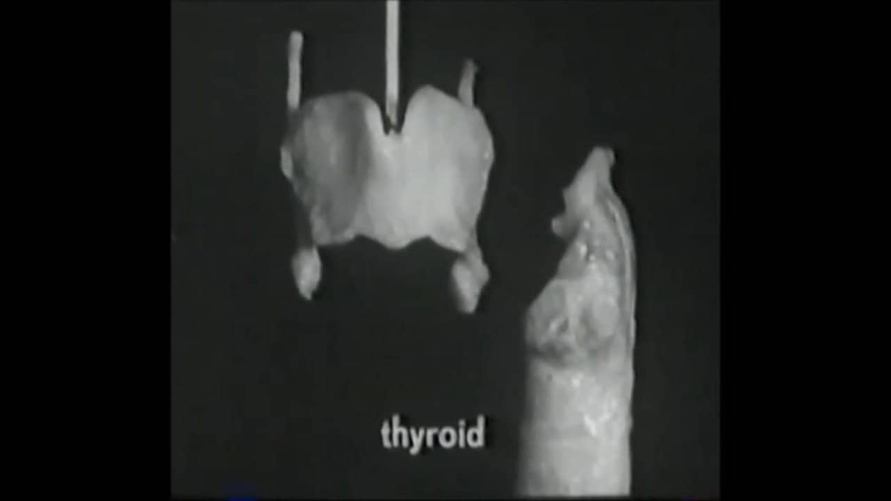 Voice Production: The Vibrating Larynx backdrop