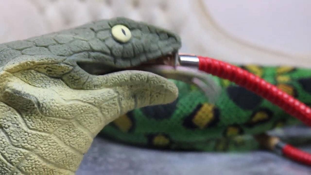 Stoner Snakes backdrop